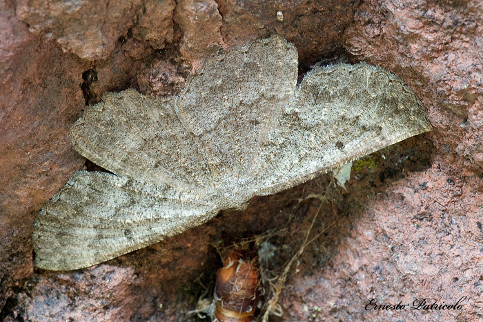 geometridae da identificare